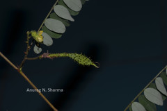 Ormocarpum cochinchinense